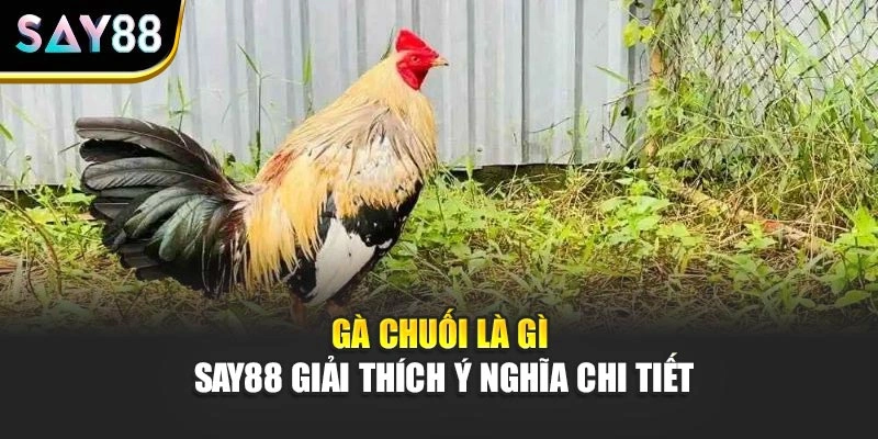 Gà Chuối Là Gì - Say88 Giải Thích Ý Nghĩa Chi Tiết