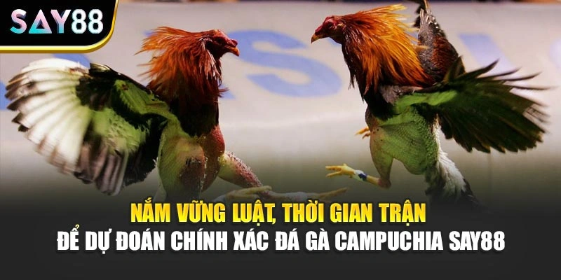 Nắm vững luật, thời gian trận để dự đoán chính xác đá gà Campuchia Say88