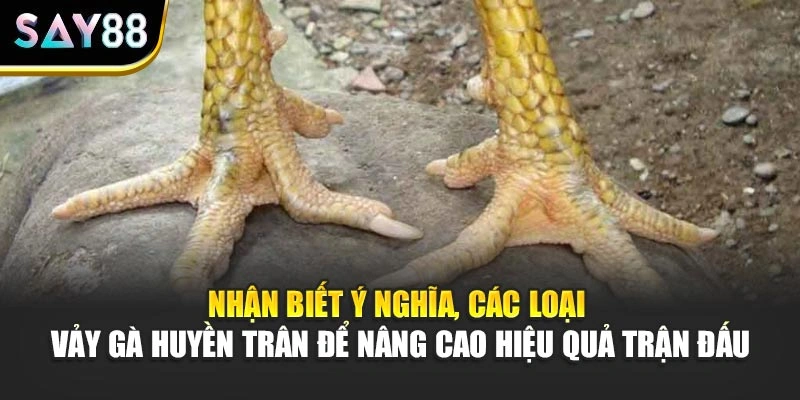 Nhận biết ý nghĩa, các loại vảy gà Huyền Trân để nâng cao hiệu quả trận đấu