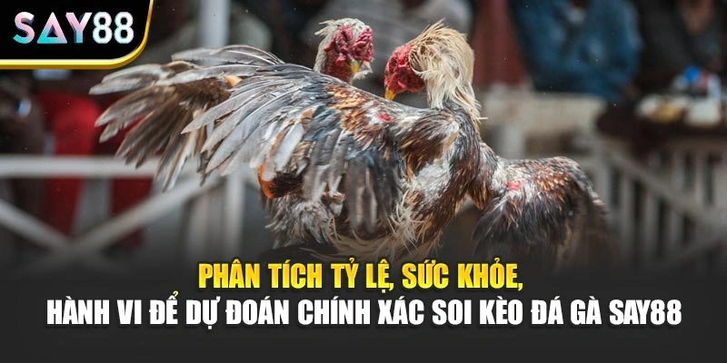 Phân tích tỷ lệ, sức khỏe, hành vi để dự đoán chính xác soi kèo đá gà Say88