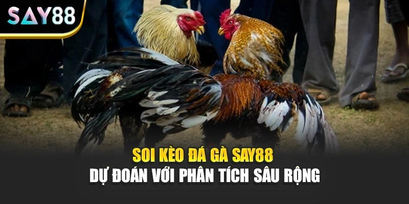 Soi Kèo Đá Gà Say88 - Dự Đoán Với Phân Tích Sâu Rộng