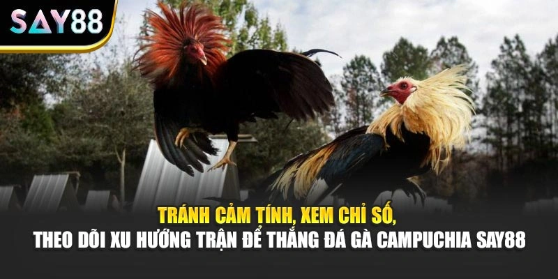 Tránh cảm tính, xem chỉ số, theo dõi xu hướng trận để thắng đá gà Campuchia Say88