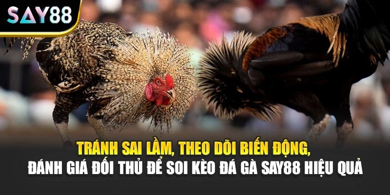 Tránh sai lầm, theo dõi biến động, đánh giá đối thủ để soi kèo đá gà Say88 hiệu quả