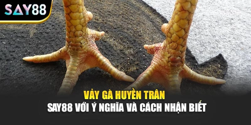 Vảy Gà Huyền Trân - Say88 Với Ý Nghĩa Và Cách Nhận Biết