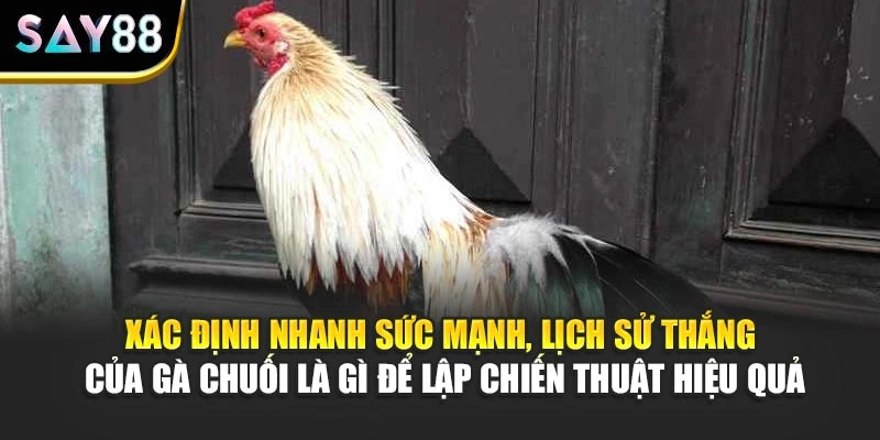 Xác định nhanh sức mạnh, lịch sử thắng của Gà Chuối là gì để lập chiến thuật hiệu quả
